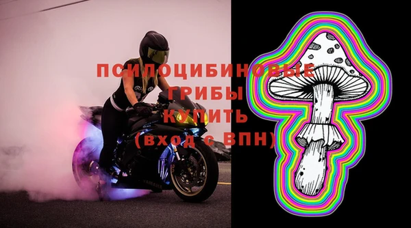 индика Каменногорск